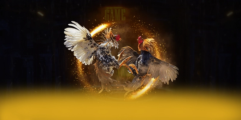 DAGA88 - Kết luận & gợi ý trải nghiệm với góc nhìn khách quan. DAGA88 - Kết luận & gợi ý trải nghiệm với góc nhìn khách quan.