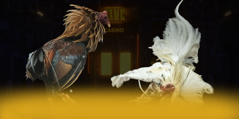 GA6789 - Tóm tắt nội dung từ trải nghiệm thực tế.