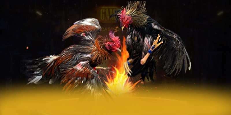 CONGA6789 - Cổng cá cược tốc độ cao trên thị trường