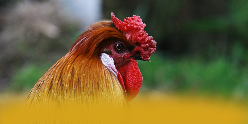 GEM88 - Tổng kết một cách chi tiết.