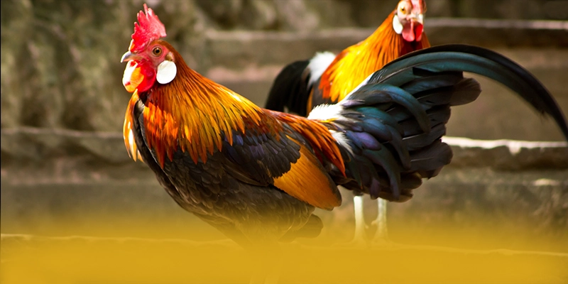 CONGA6789 – Cổng giải trí được tin dùng, được người chơi yêu thích. CONGA6789 – Cổng giải trí được tin dùng, được người chơi yêu thích.