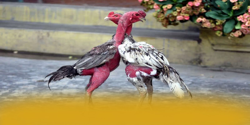 WIN79 - Kết bài dưới góc nhìn chuyên môn.