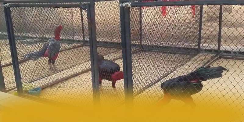 W88 – Nhà cái an toàn tuyệt đối, đang làm mưa làm gió trên thị trường.