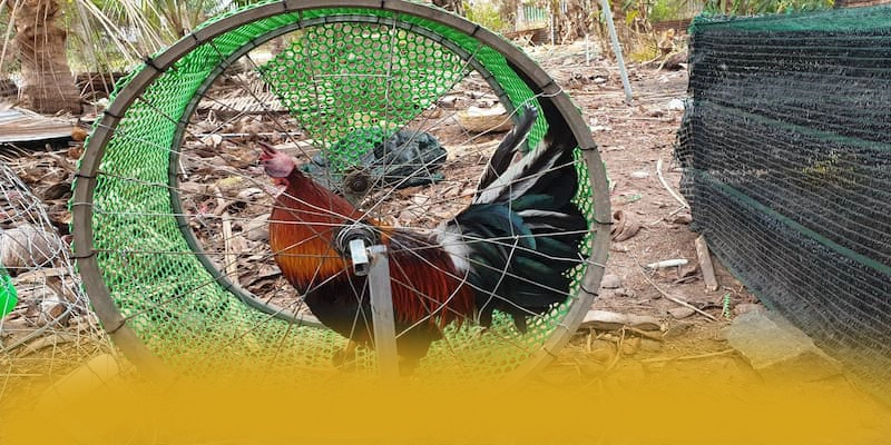 GEM88 - Cổng game bài tối ưu được quan tâm hàng đầu